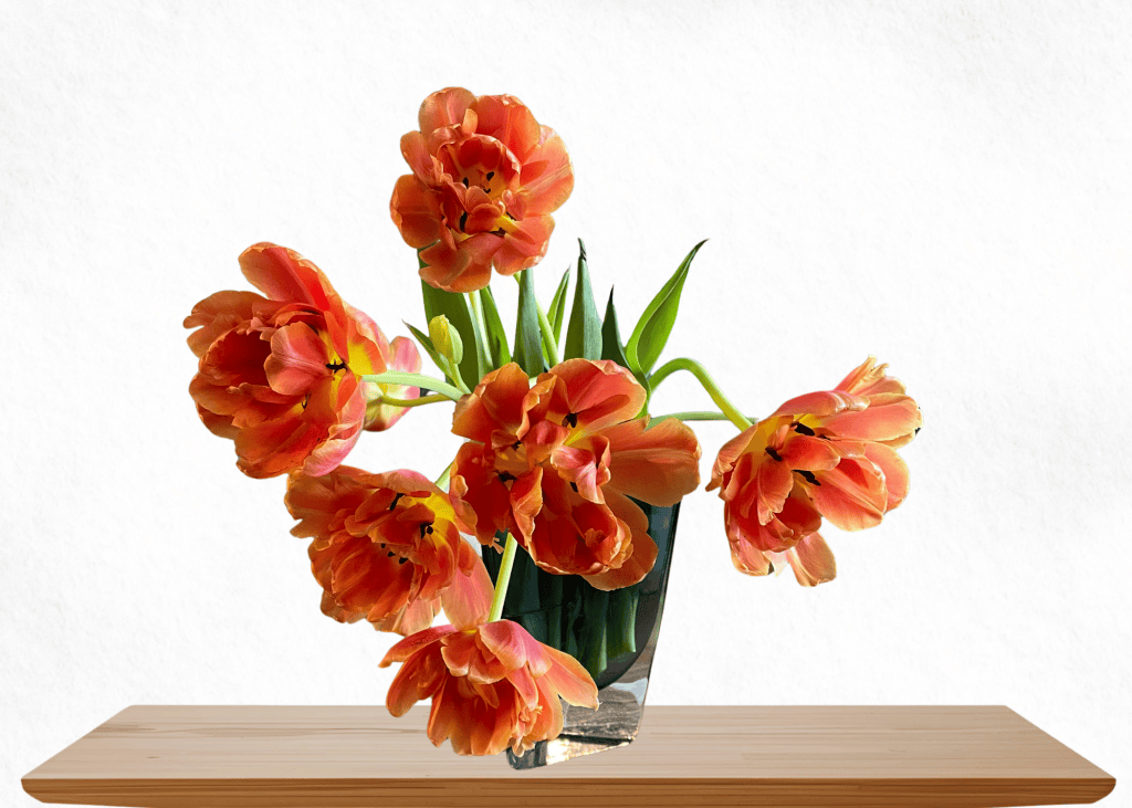 A photo of peony tulips in a vase