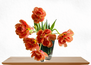 A photo of peony tulips in a vase